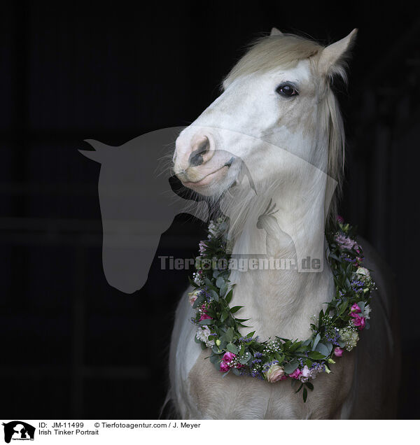 Irish Tinker Portrait / JM-11499