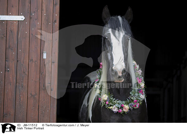 Irish Tinker Portrait / JM-11512