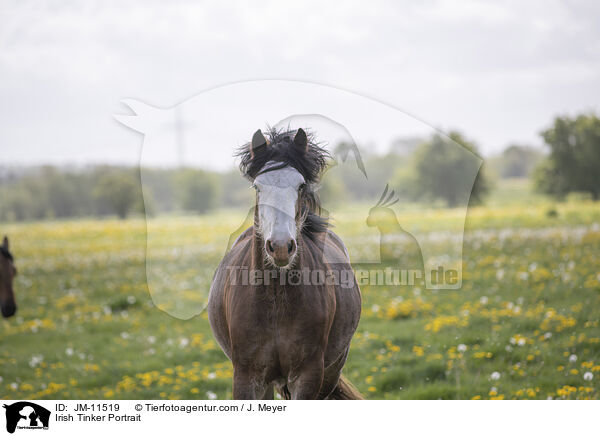 Irish Tinker Portrait / JM-11519