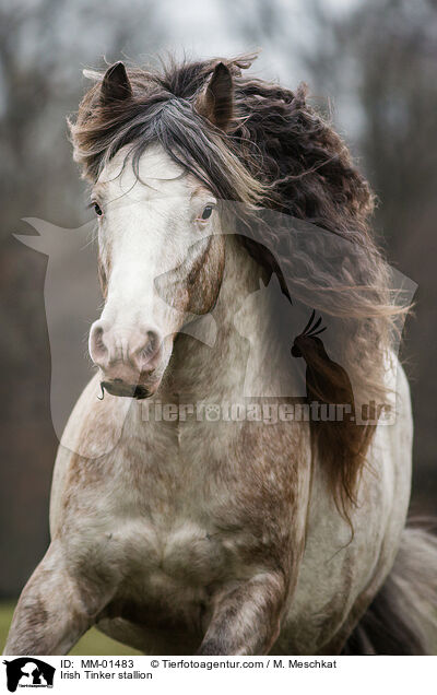 Irish Tinker stallion / MM-01483