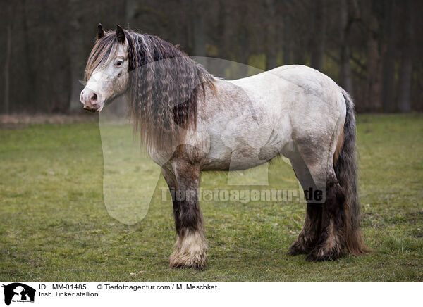 Irish Tinker stallion / MM-01485
