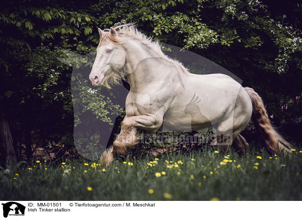 Irish Tinker stallion / MM-01501