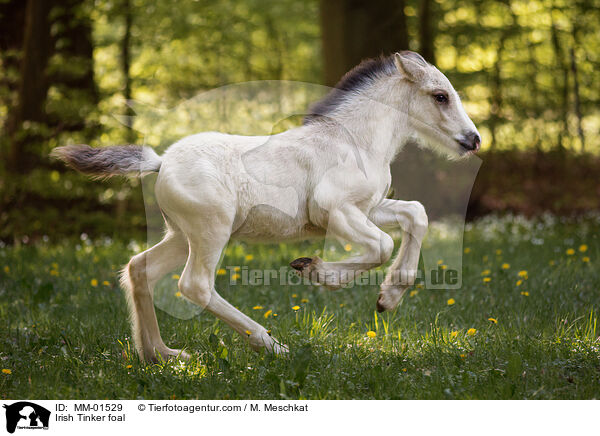 Irish Tinker foal / MM-01529