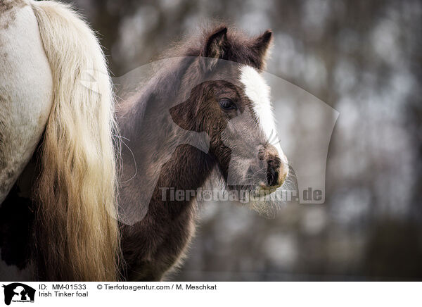 Irish Tinker Fohlen / Irish Tinker foal / MM-01533