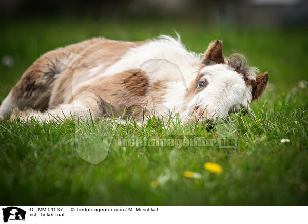 Irish Tinker Fohlen / Irish Tinker foal / MM-01537