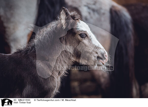 Irish Tinker Fohlen / Irish Tinker foal / MM-01550
