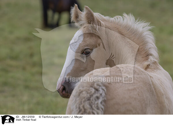 Irish Tinker foal / JM-12559