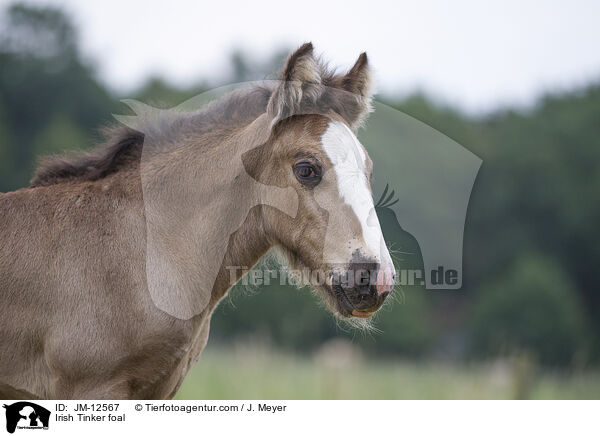 Irish Tinker Fohlen / Irish Tinker foal / JM-12567