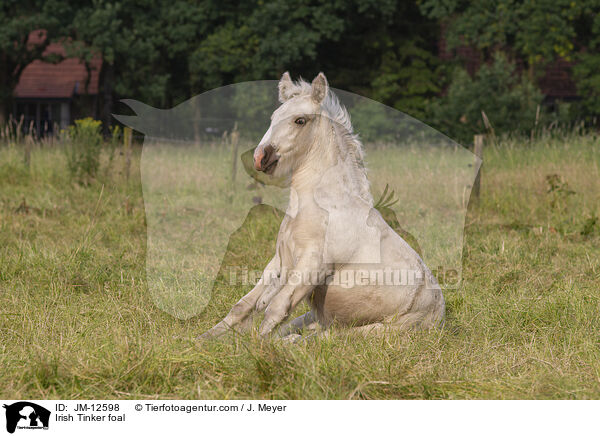 Irish Tinker Fohlen / Irish Tinker foal / JM-12598