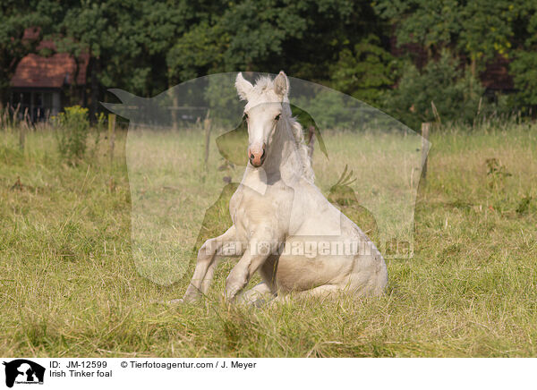 Irish Tinker Fohlen / Irish Tinker foal / JM-12599