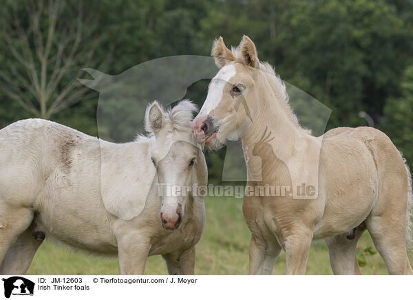 Irish Tinker Fohlen / Irish Tinker foals / JM-12603