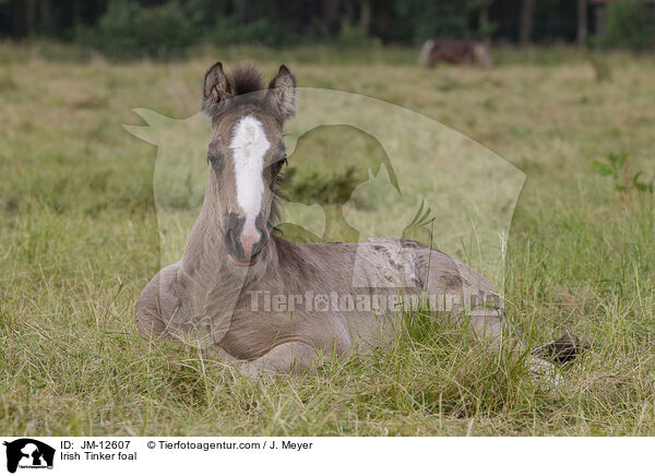Irish Tinker Fohlen / Irish Tinker foal / JM-12607