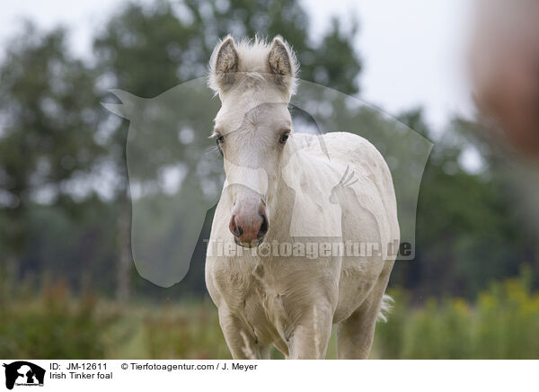 Irish Tinker Fohlen / Irish Tinker foal / JM-12611