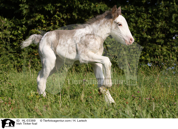 Irish Tinker Fohlen / Irish Tinker foal / HL-03389