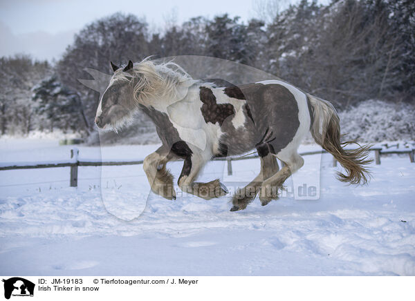 Irish Tinker in snow / JM-19183