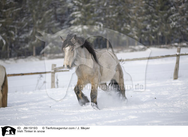 Irish Tinker in snow / JM-19193