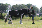 feeding an Irish Tinker