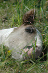 Irish Tinker foal