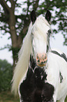 Gypsy Horse Portrait