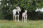 Gypsy Horses