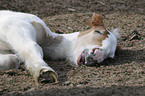 Irish Tinker foal