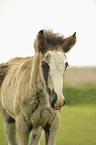 Irish Tinker foal