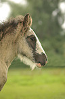 Irish Tinker foal