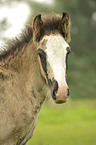 Irish Tinker foal