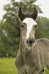 Irish Tinker foal