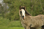 Irish Tinker foal