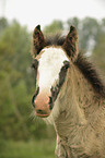 Irish Tinker foal