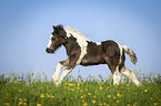 Irish Tinker Foal