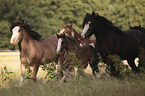 herd of Irish Tinker horses