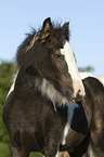 Irish Tinker foal