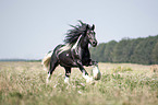galloping Irish Tinker stallion