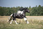 galloping Irish Tinker stallion