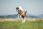 Irish Tinker Foal