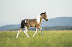 Irish Tinker Foal