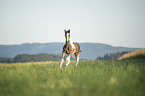 Irish Tinker Foal