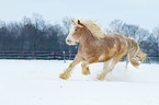 galloping Irish Tinker