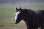 Irish Tinker Foal