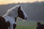 Irish Tinker Foal