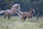 Irish Tinker foals