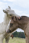 Irish Tinker foals