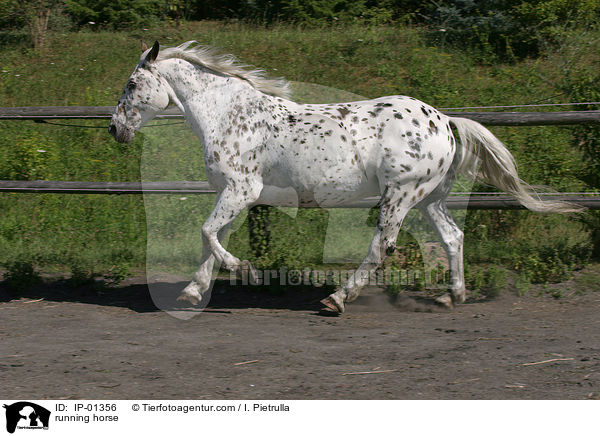 rennender Knabstrupper / running horse / IP-01356