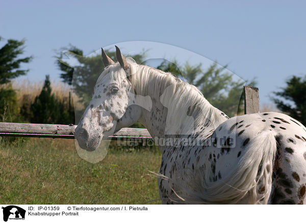 Knabstrupper Portrait / Knabstrupper Portrait / IP-01359