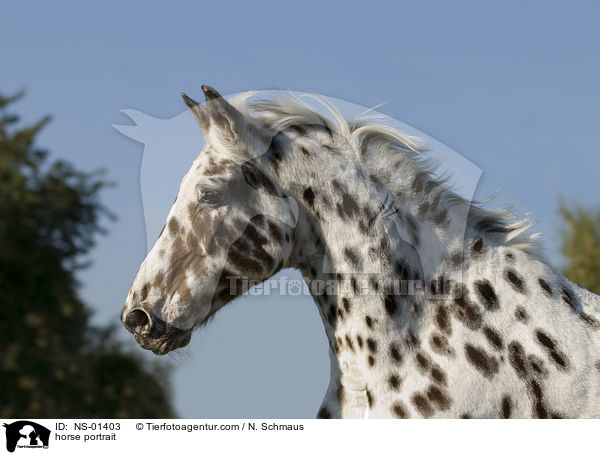 Knabstrupper Portrait / horse portrait / NS-01403