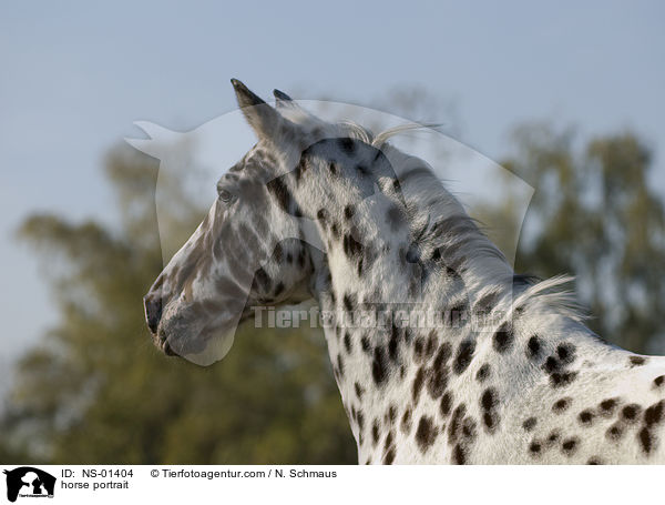 Knabstrupper Portrait / horse portrait / NS-01404