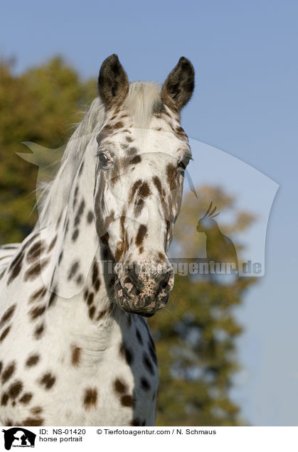 Knabstrupper Portrait / horse portrait / NS-01420