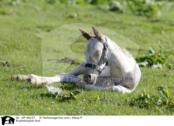 Knabstrupper Fohlen / Knabstrupper foal / AP-06237